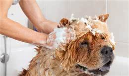 狗狗洗澡用品怎么挑选？
