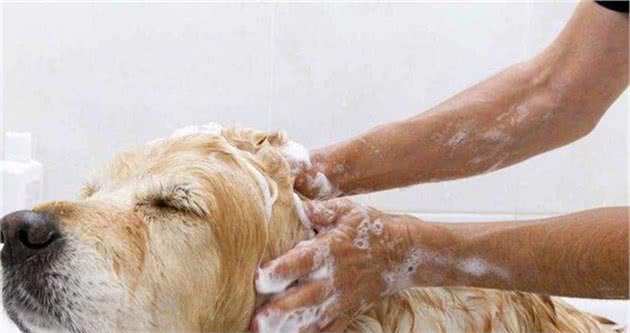 金毛犬怎么养才健康
