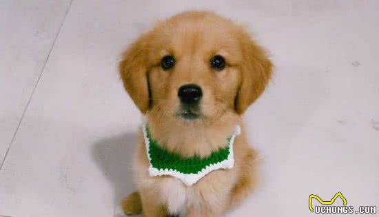 金毛犬怎么养才健康