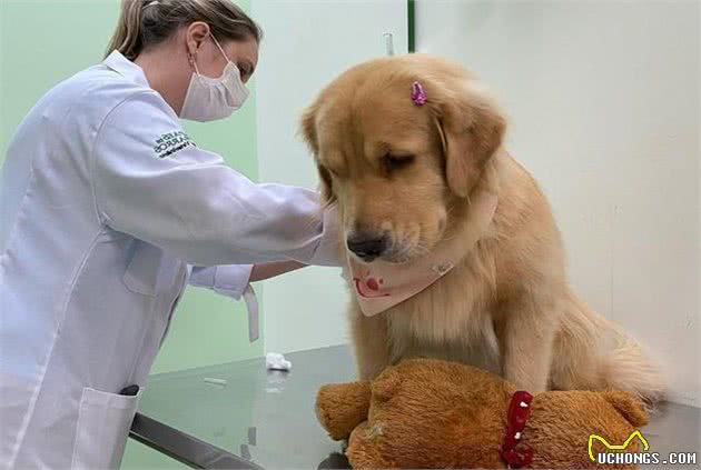 金毛犬怎么养才健康