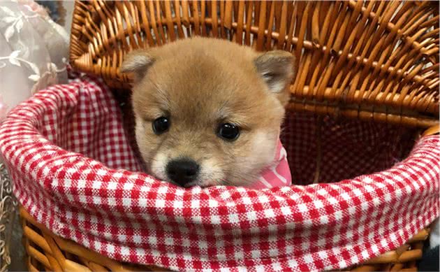 能不能给狗狗吃人吃的钙片？