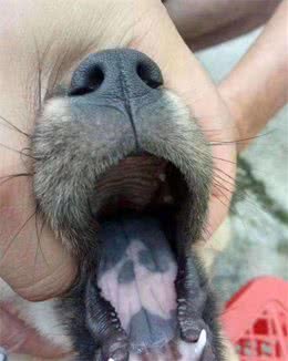 “花舌头”的狗狗，为什么这么受欢迎？