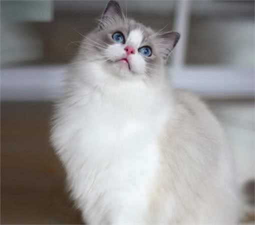 性格温顺粘人的猫咪有哪些？其中哪些价格便宜适合大众饲养