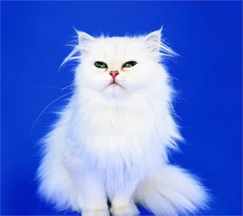 性格温顺粘人的猫咪有哪些？其中哪些价格便宜适合大众饲养