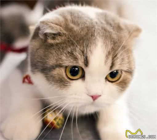 性格温顺粘人的猫咪有哪些？其中哪些价格便宜适合大众饲养