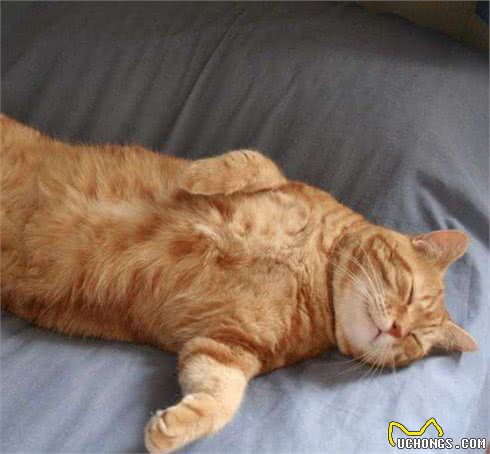 性格温顺粘人的猫咪有哪些？其中哪些价格便宜适合大众饲养
