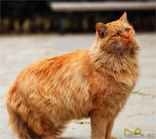 性格温顺粘人的猫咪有哪些？其中哪些价格便宜适合大众饲养