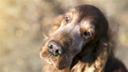 如果狗狗出现了这几个症状，说明它在慢慢变老