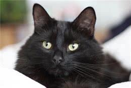 土猫可以当宠物猫养吗？它们有什么不同的地方？