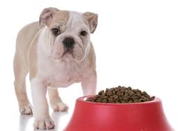 狗狗每天喂几次？