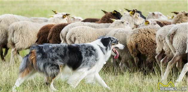 牧羊犬会放羊，但可能不是好的宠物狗，养这种狗要做好这3点