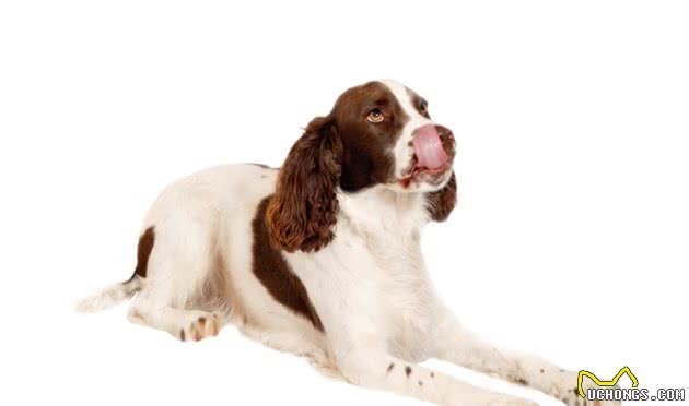 伴侣犬常见疾病有哪些，以及防治技术，建议收藏