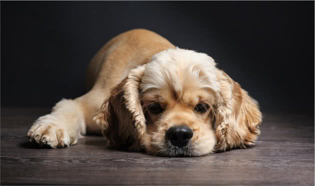 伴侣犬常见疾病有哪些，以及防治技术，建议收藏