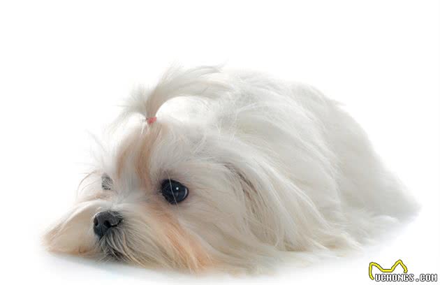 伴侣犬常见疾病有哪些，以及防治技术，建议收藏