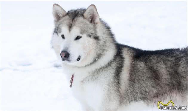 伴侣犬常见疾病有哪些，以及防治技术，建议收藏