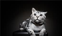 可爱美短，美国短毛猫，你不养一只还好意思出门吗
