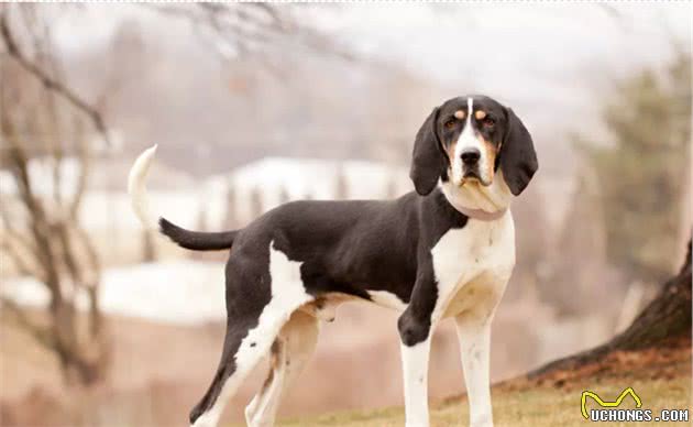 树丛浣熊猎犬：不仅会赶猎物上树，还会自己爬树的狗狗