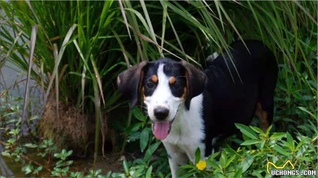 树丛浣熊猎犬：不仅会赶猎物上树，还会自己爬树的狗狗