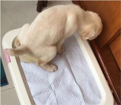养狗一定要买的3种物品和不用买的3种物品，避免花冤枉钱