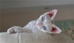 德文卷毛猫，号称比布偶猫还完美，您怎么看？