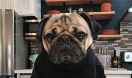不管巴哥犬有多忠心，你也不要对它做这几件事，会伤透它心
