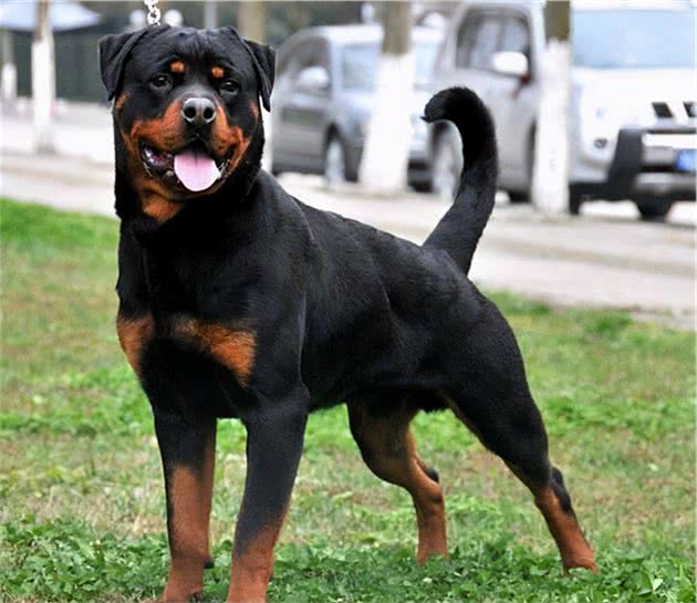 全世界公认5大“出色警犬”，中国犬种榜上有名