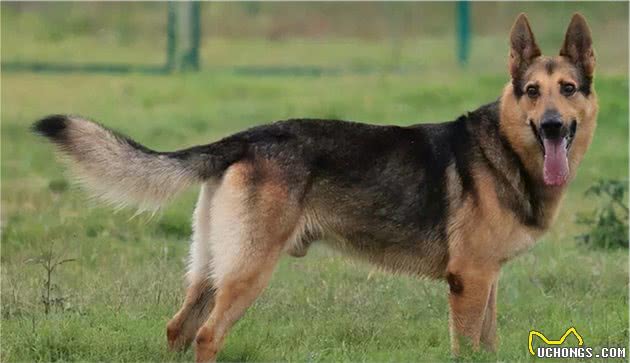 全世界公认5大“出色警犬”，中国犬种榜上有名