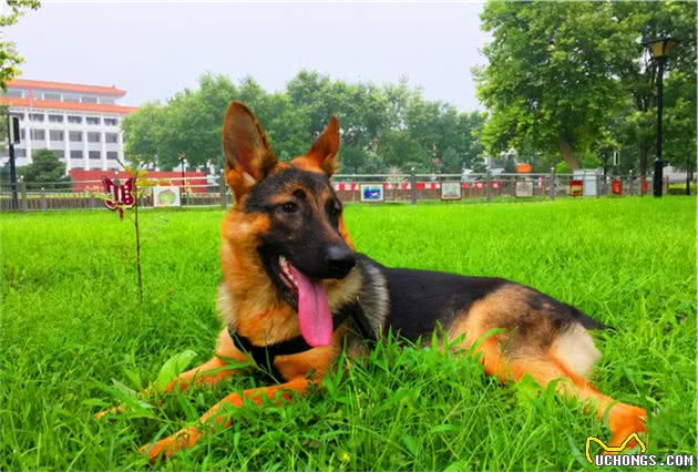 全世界公认5大“出色警犬”，中国犬种榜上有名