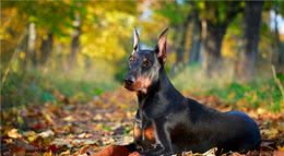 全世界公认5大“出色警犬”，中国犬种榜上有名