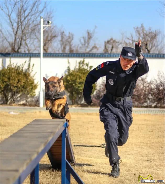警犬立功！天龙、贝克你们好样的！