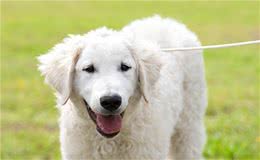 知道狗狗为什么那么喜欢咬东西吗？科学家来给你普及知识