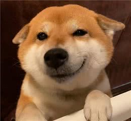 柴犬特殊行为与征兆发情期的四个阶段