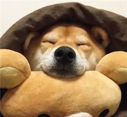 正宗柴犬应该什么样？快看这篇，避免上当