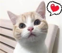 几种超高颜值的猫咪，你在第几只沦陷了？