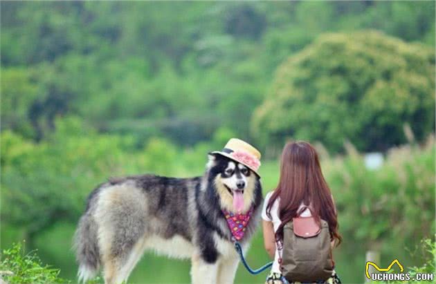阿拉斯加犬都“害怕”的几件事，你家狗中了几件？
