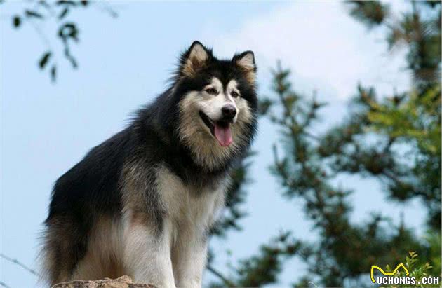 阿拉斯加犬都“害怕”的几件事，你家狗中了几件？