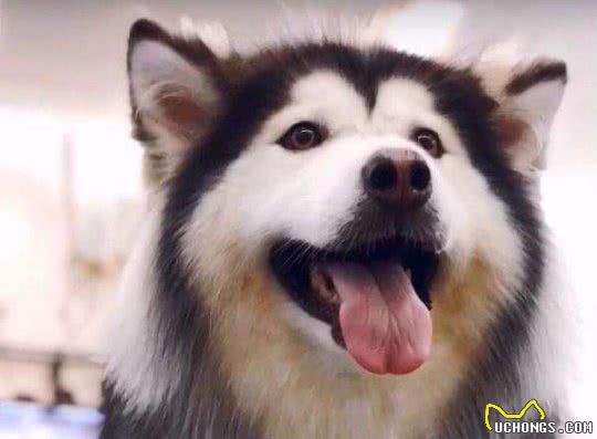 阿拉斯加犬都“害怕”的几件事，你家狗中了几件？