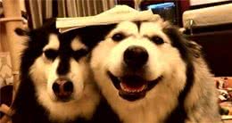 阿拉斯加犬都“害怕”的几件事，你家狗中了几件？
