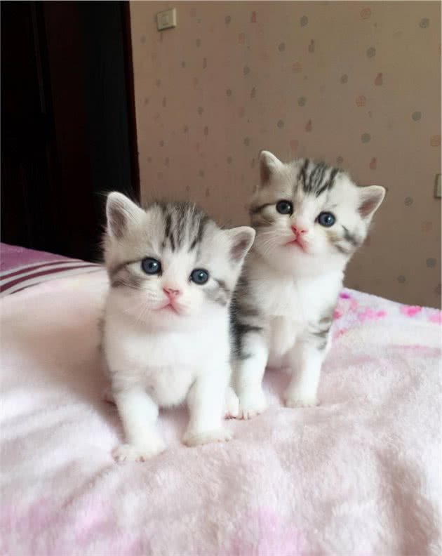 新手养猫指南攻略｜建议收藏