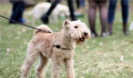 训狗养狗前先了解狗的心理