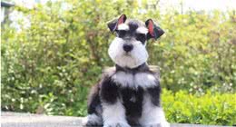 雪纳瑞幼犬的毛色如何鉴别
