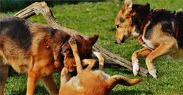 如何阻断狗狗打架？这4种方法，安全又有效