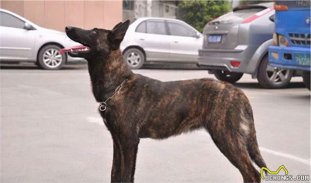 狗生也不易，狗狗中的“公务员”：警犬