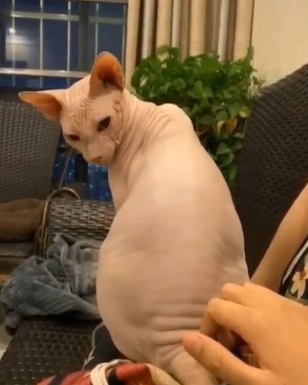 铲屎官无聊摸猫咪屁股，无毛猫回头怒视，身体却很老实做出一回应
