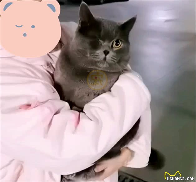 短腿蓝猫为爱情两次“越狱”，主人很感动，并带它做了绝育