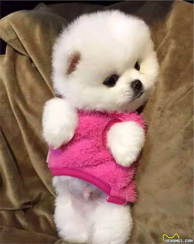 狗狗受到惊吓后，全身瑟瑟发抖，还好我知道该怎么正确处理