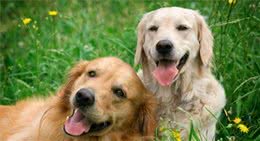 金毛犬好训练吗？应该要怎么去训练它？