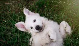 狗腿破了怎么处理