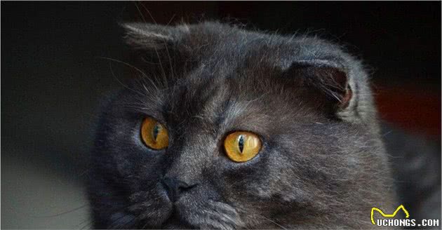 为什么养“黑猫”的人少？原因有5个