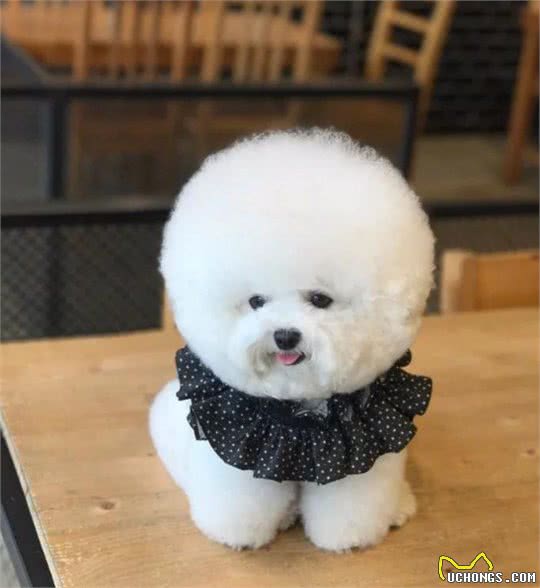 还不知道比熊一顿喂多少？赶紧学习饲养的方法，让它有健康的身体